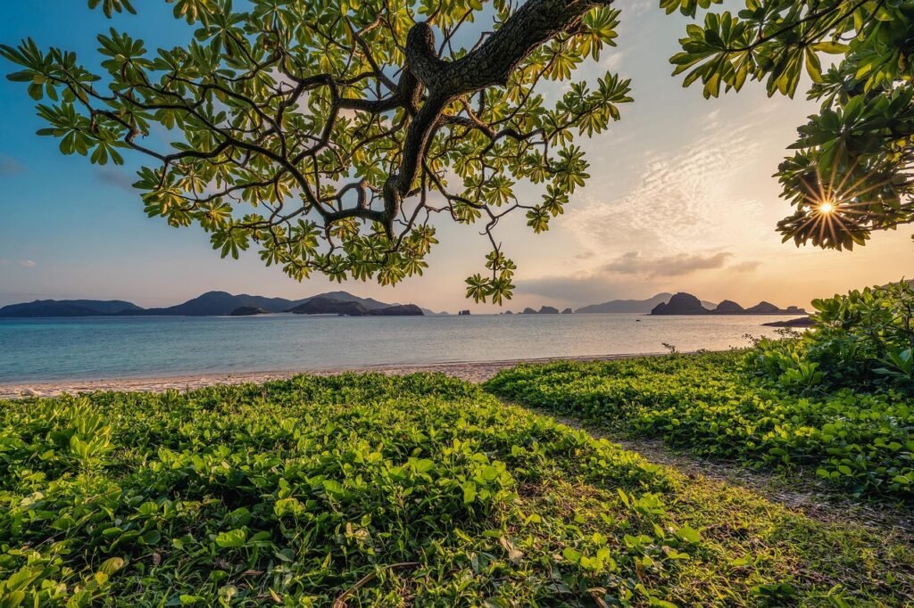 sunset, sand, beach, islands, leaf, subtropical, okinawa, nature background, beautiful nature, japan, landscape, nature, hd wallpapers, hd wallpaper, nature wallpaper